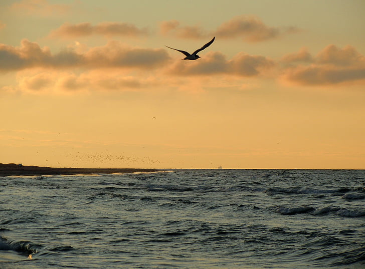 seagull, sea, coast, evening light, bird, dom, fly