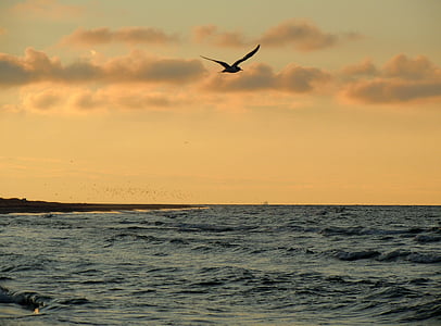 Seagull, mar, Costa, luz de noche, pájaro, Dom, volar