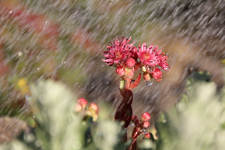 vihm, Wurz, õis, Bloom