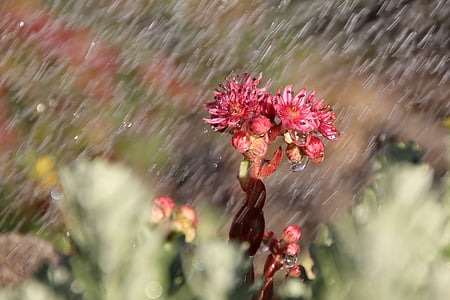 lluvia, Wurz, flor, floración