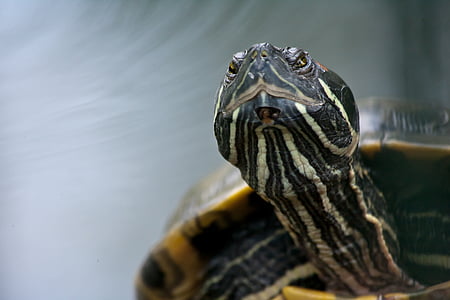 schildpad, reptielen, Reuzenschildpadden, dier, Panzer, gepantserde, Tortoise shell