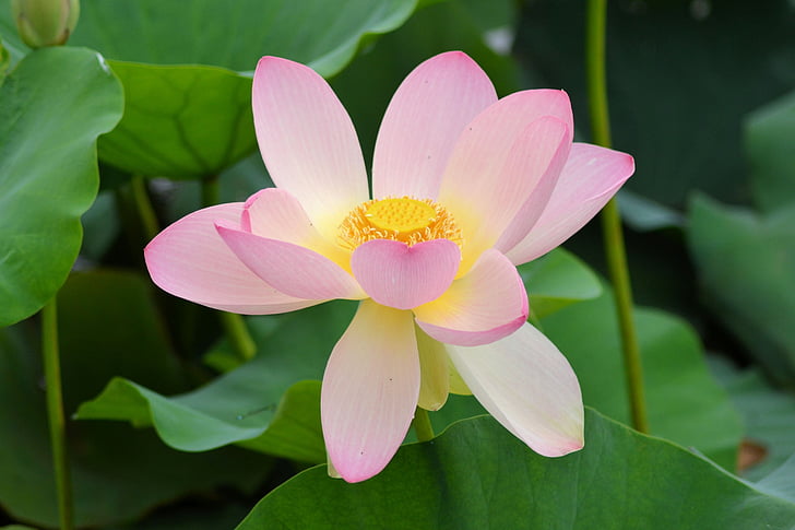 flower, water lily, nature, aquatic plant, blossom, bloom, nuphar lutea