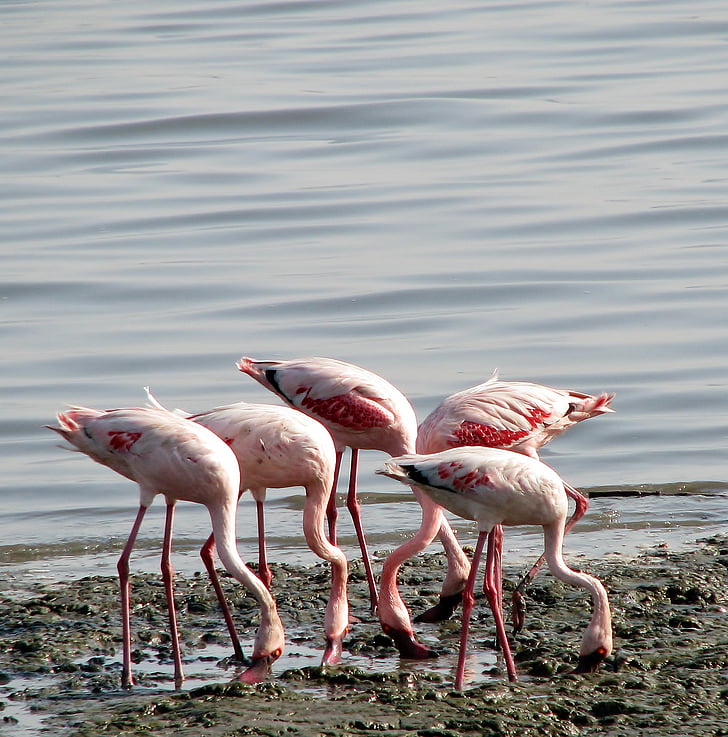 Flamingi, grupa, putni, rozā, ēšanas, Indija, dzīvnieki