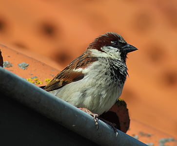 Moineau domestique, oiseau, Sparrow, nature, Songbird, animal, photographie de la faune