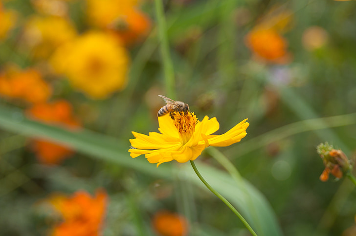 Bee, blomst, natur