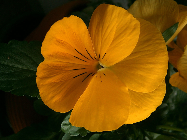 Pansy, Viola wittrockiana, Violet, Viola, fialová rastlín, žltá, kvet