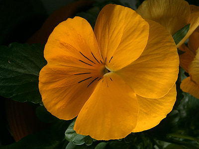 Pansija, Viola wittrockiana, Violeta, Viola, violets augu, dzeltena, zieds