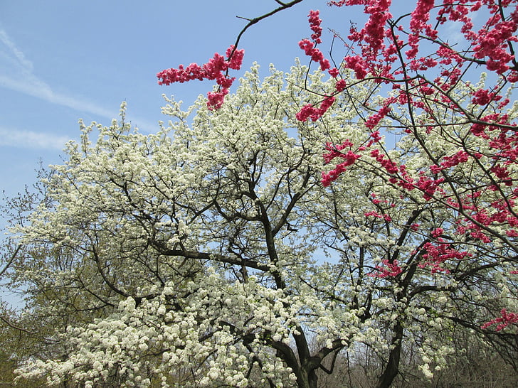 вишни в цвету., Белый, красный, Парк, завод, дерево, Природа