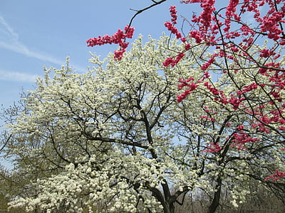 cseresznyevirág, fehér, piros, Park, növény, fa, természet