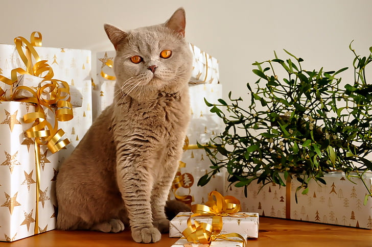 kočka, Vánoční, dárky, Britská krátkosrstá kočka, Leonardo, Packerl, šedá