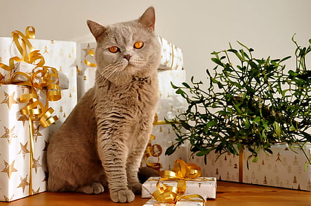 con mèo, Giáng sinh, Quà tặng, Anh shorthair, Leonardo, packerl, màu xám