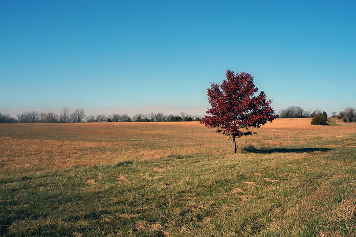 tree, autumn, fall, nature, red, yellow, field