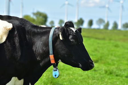 Корова, Пестрая черный, коровье молоко, пастбище, крупный рогатый скот, пейзаж, Сельское хозяйство