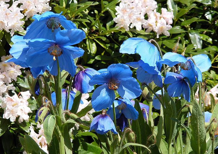 Mohnblumen, Blau, Meconopsis, Stamm, Mohn, Blume, Natur