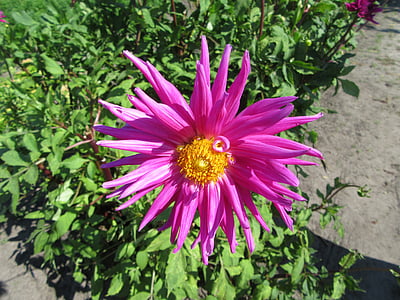 Dahlia, lyserød blomst, PETAL, Pink, Glædelig, blomster, planter