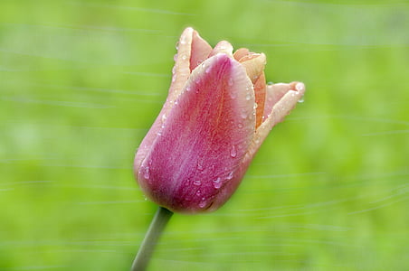 Tulip, kvet, kvet, kvet, mokré, kvapky vody, dažďová kvapka