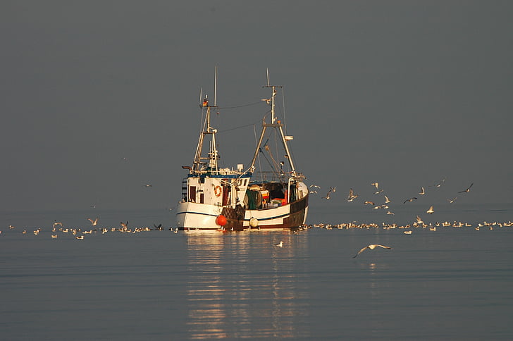 fishing boat, baltic sea, sea, water, coast, gulls, boot