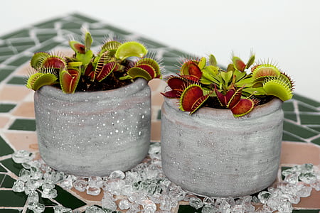 venus flytrap, carnivore, flower, nature, plant, flower Pot, decoration