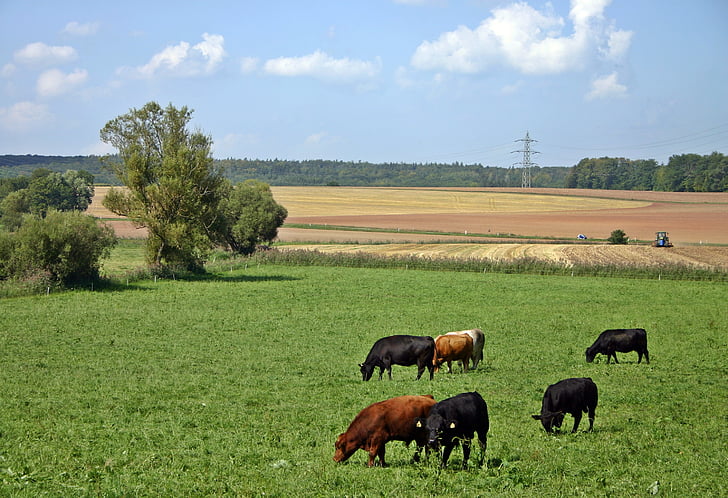 szarvasmarha, tehén, legelő, mezőgazdaság, természet, állattenyésztés, marhahús