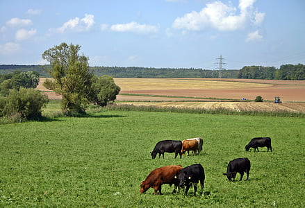 едър рогат добитък, крава, пасища, Селско стопанство, природата, Животновъдство, говеждо месо