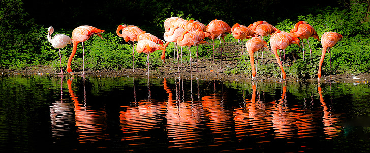 Flamingo, Lago, Krefeld, Parque zoológico, espejado, rojo