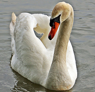 swan, pond, nature, animal, bird, plumage, waterfowl