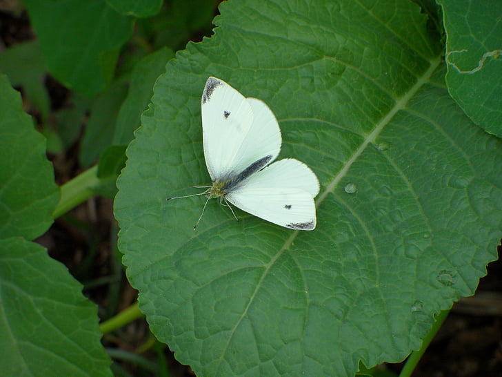 white butterfly, green leave, macro