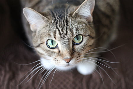 adorable, animal, cat, green eyes, kitty, tabby, whiskers
