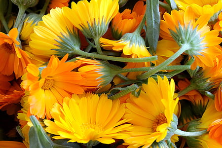 tagete, fiore, fiore giallo, arancio, natura, erba, giallo