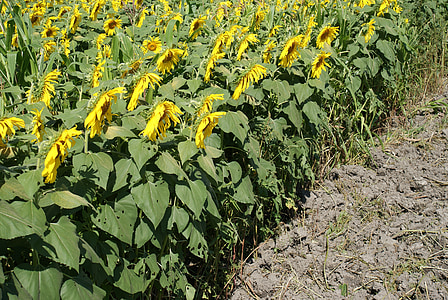 sunflowers, field, landscape