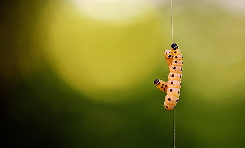 larva, ceara de molii, galleriinae, Caterpillar, animale, natura, insectă