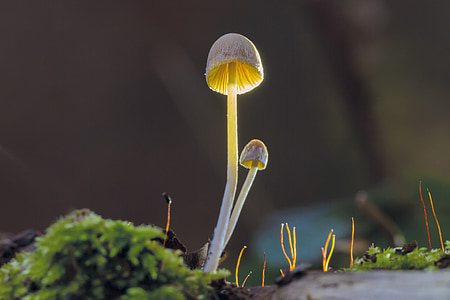 houby, podzim, Příroda, osvětlené, Les