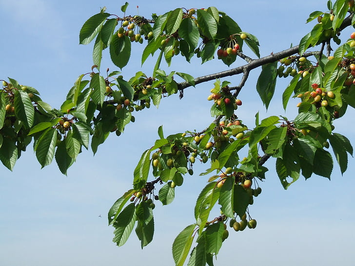 cherry, branch, cherries, spring, garden