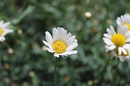 Μαργαρίτης, λουλούδι, λευκό, Κίτρινο, άνθος, άνθιση, φύση