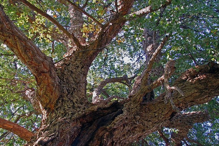 chêne, Cork, Quercus suber, Evergreen, arbre, arbres, écorce