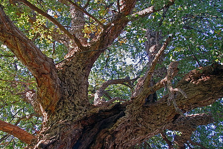 Oak, Cork, Quercus suber, Evergreen, pohon, pohon, kulit