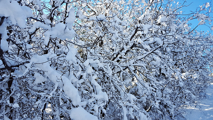 雪, 木, 冬, 冷, 自然, 氷, フォレスト