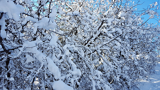 snijeg, stabla, Zima, hladno, priroda, LED, šuma