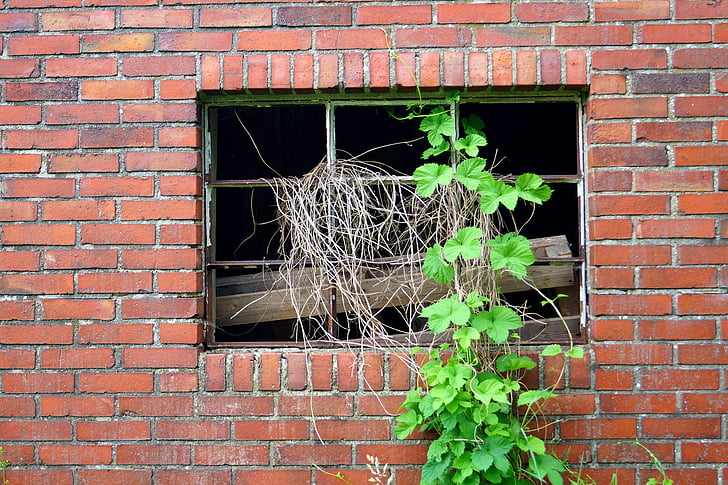 jendela, kehancuran, lama, dinding, tumbuh, banyak ditumbuhi, untuk membuat yang paling