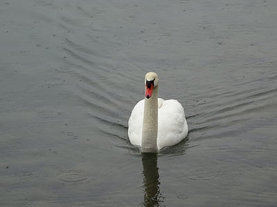 Swan, childfrendly, Bill, vatten, sjön, fjäderdräkt, vit