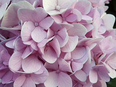 otras ofertas de capacitación, Hortensia flores jia, naturaleza, flores, refrescante, rosa, floración