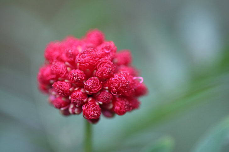 flower, red, spring, plant, nature, grow, outdoor