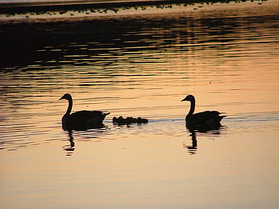 swans, dusk, silhouette, swan, bird, night, reflection
