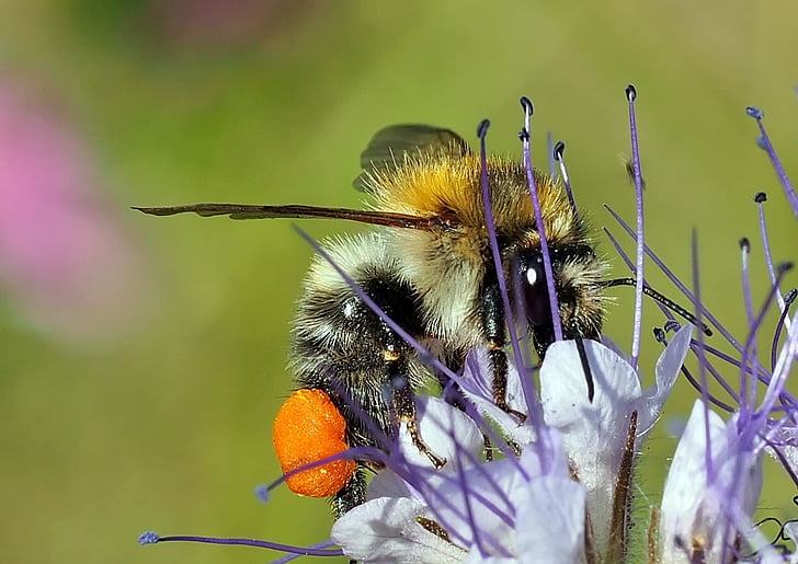 insekt, plante, natur, Bee, blomst, bestøvning, pollen