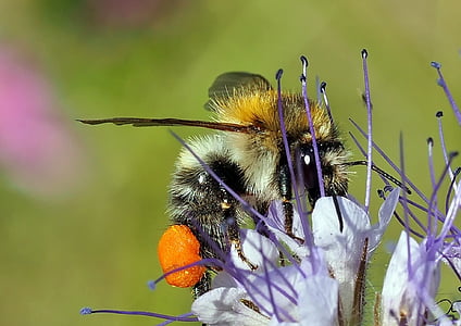 insekt, anlegget, natur, Bee, blomst, pollinering, pollen