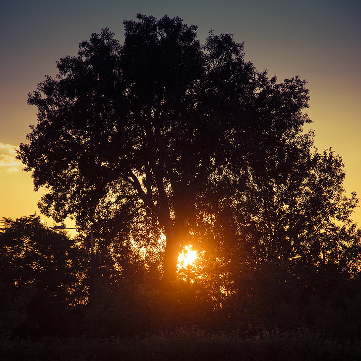 Захід сонця, дерево, у вечірній час, Природа