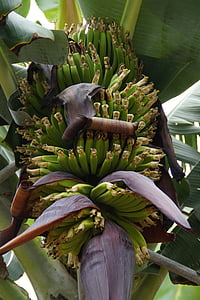 μπανάνες, ο θάμνος μπανανών, φυτεία μπανάνας, Μπανάνα, Μπανάνα εργοστάσιο, πράσινο, φρούτα