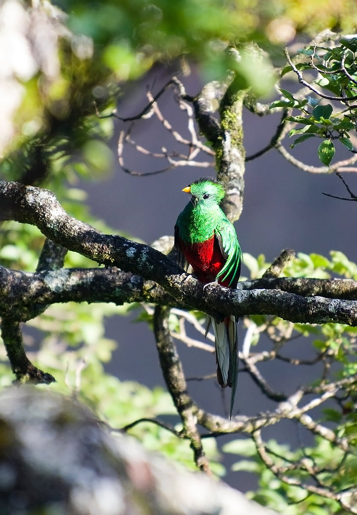 quetzal, bird, wild bird, branch, one animal, animals in the wild, animal wildlife