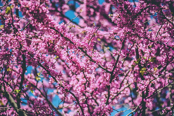 árvore, florescendo, -de-rosa, natureza, Primavera, flor, filial