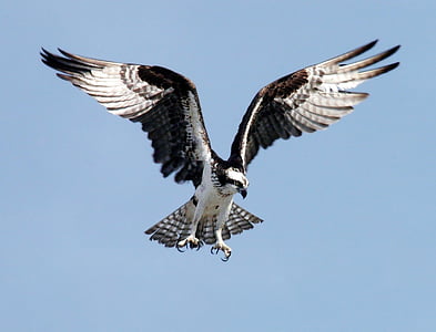 white, black, falcon, gliding, air, daytime, bird